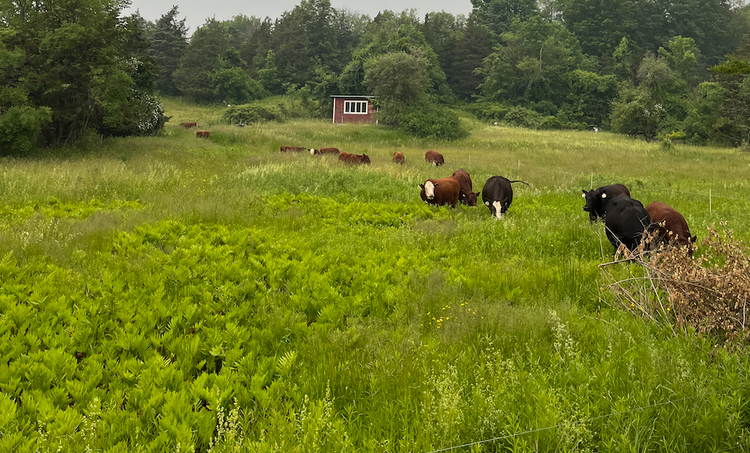 Gypsy Moths & Adaptive Farming