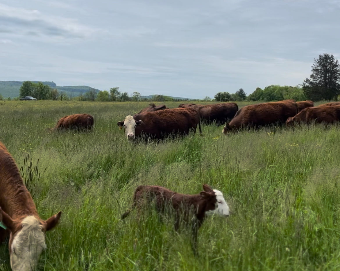 The Business of Grazing