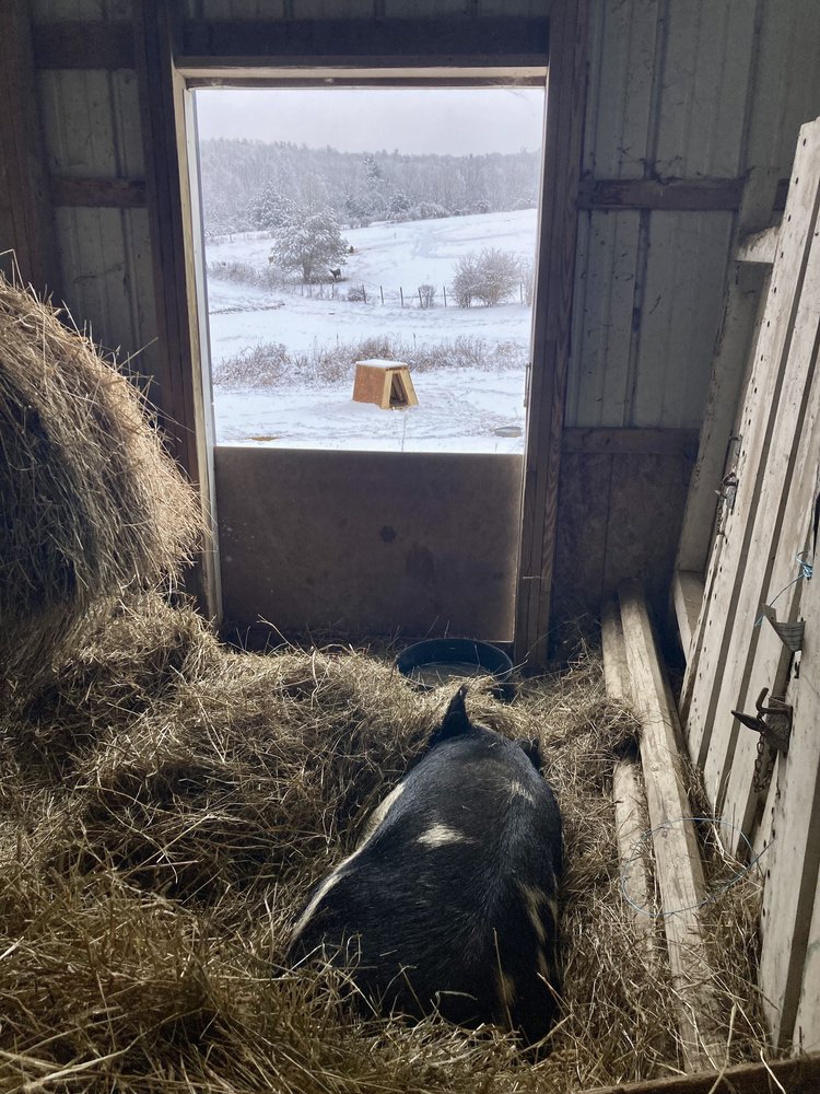 Piglets & Preparing for Spring