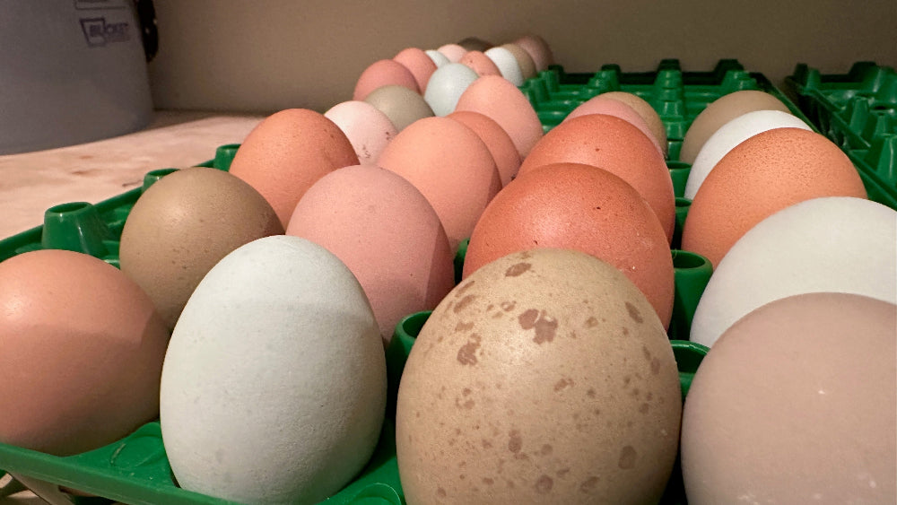 Multicolored Soy-free Eggs